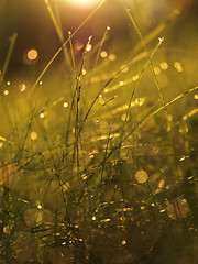 Image showing grass with dew drops