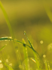 Image showing grass with dew drops