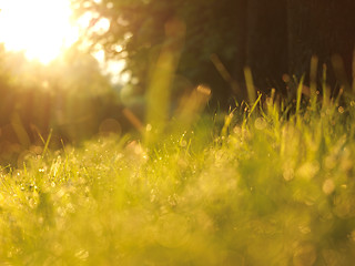 Image showing grass with dew drops