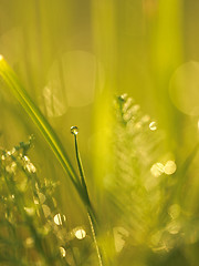 Image showing grass with dew drops