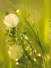 Image showing grass with dew drops