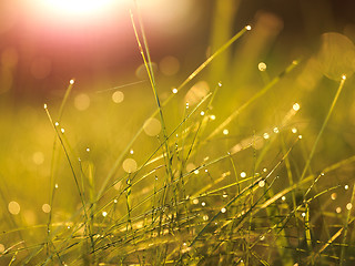 Image showing grass with dew drops