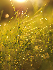 Image showing grass with dew drops