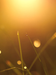 Image showing grass with dew drops