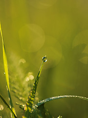 Image showing grass with dew drops