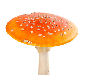 Image showing Red fly-agaric (amanita muscaria) isolated on white