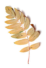 Image showing Autumn leaf of rowan isolated on white background