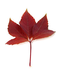 Image showing Dark-red autum virginia creeper leaf 