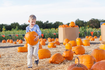 Image showing pumpkin patch