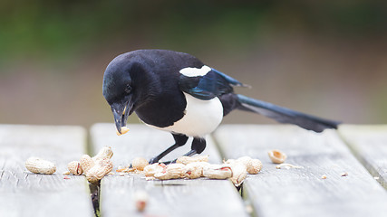 Image showing European Magpie (pica pica)