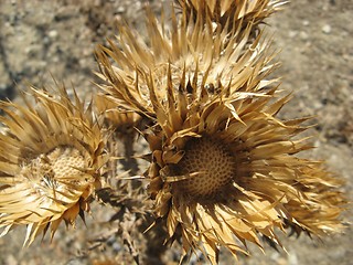 Image showing dryed thistles