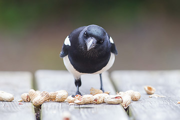 Image showing European Magpie (pica pica)