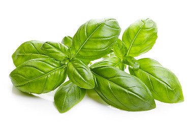 Image showing fresh basil leaves