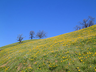 Image showing Wildflower coverered hillside