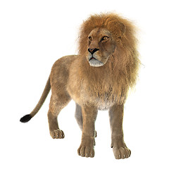 Image showing Male Lion