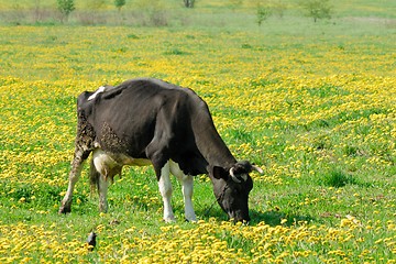 Image showing Cow