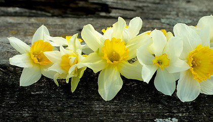 Image showing Daffodils