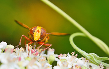 Image showing Wild Hornet