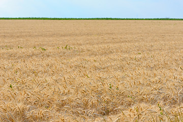 Image showing Field of ripened wheat