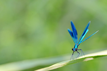 Image showing dragonfly in forest