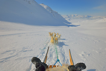 Image showing greenland dogs