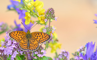 Image showing Monarch Butterfly