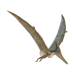 Image showing Pteranodon