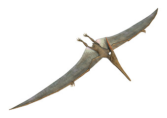 Image showing Pteranodon