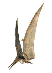 Image showing Pteranodon