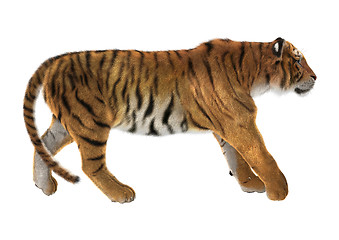 Image showing Tiger