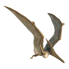 Image showing Pteranodon