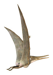 Image showing Pteranodon