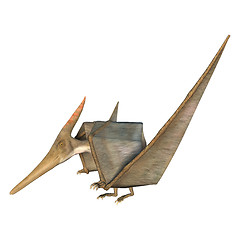 Image showing Pteranodon