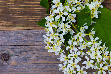 Image showing blossom bird cherry