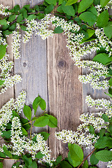 Image showing blossom bird cherry