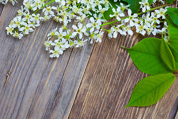 Image showing blossom bird cherry with green leaves