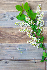 Image showing still life with branch of blossom bird cherry