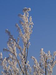 Image showing Frost