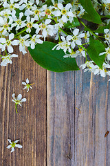 Image showing branch of blossom bird cherry