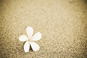 Image showing Flower on the beach