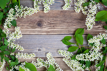 Image showing bird cherry branches