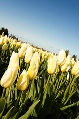 Image showing Yellow tulips