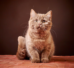 Image showing portrait of british kitten