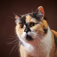 Image showing portrait of british cat