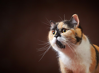 Image showing portrait of british cat