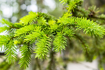 Image showing Fresh pine branch in forest