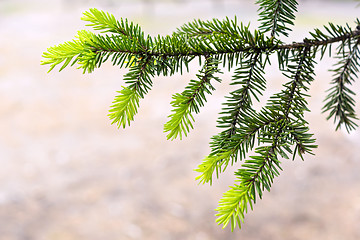 Image showing New fir-tree branch