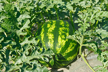 Image showing Watermelon ripens in a garden