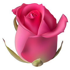 Image showing Isolated flowers Rose. EPS 10