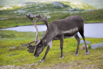 Image showing Norwegian reindeer